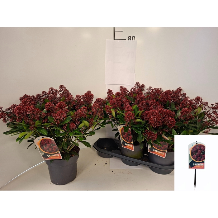 <h4>SKIM J RUBELLA</h4>