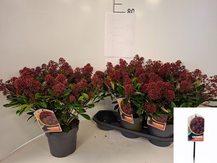 <h4>SKIM J RUBELLA</h4>