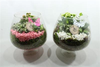 <h4>2072 Cognac Roze/wit</h4>