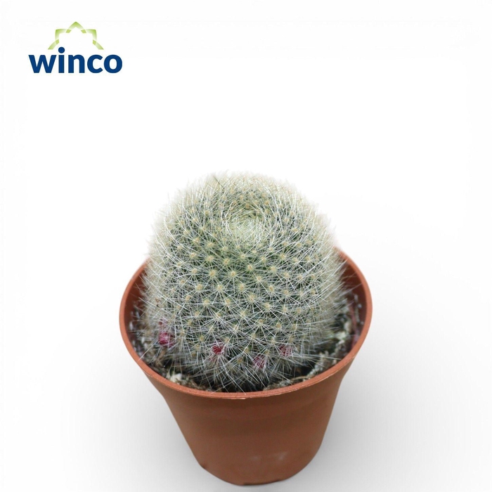 <h4>Rebutia Muscula</h4>