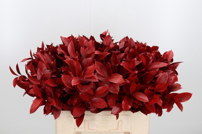 <h4>Ruscus Kl Bh Rood</h4>