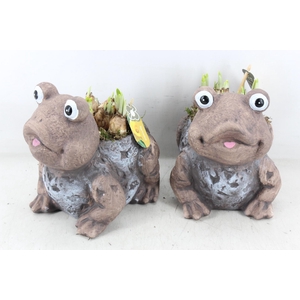 arr4 Narcis PL - Keramiek kikker