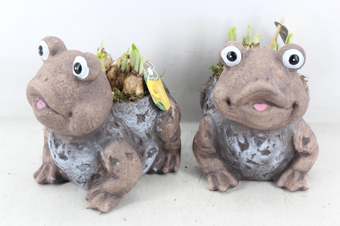 <h4>arr4 Narcis PL - Keramiek kikker</h4>