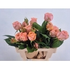 R GR APRICOT 1924