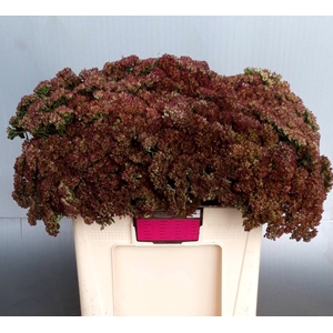 SEDUM HERBSTFREUDE
