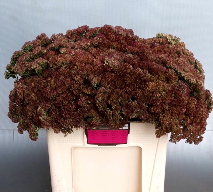 <h4>SEDUM HERBSTFREUDE</h4>