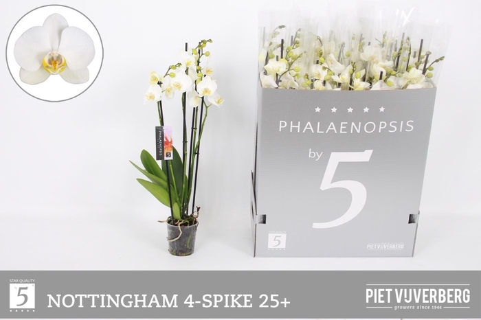 <h4>PHAL AN NOTTINGHAM</h4>