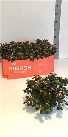 <h4>Rhodo Si Sachsenster 35cm Diam.</h4>