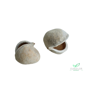 BUDDHA NUTS BLEACHED 2ST