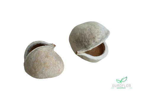 BUDDHA NUTS BLEACHED 2ST