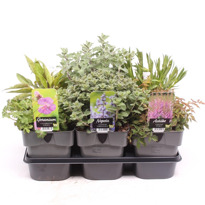 <h4>Vaste planten gemengd in tray</h4>