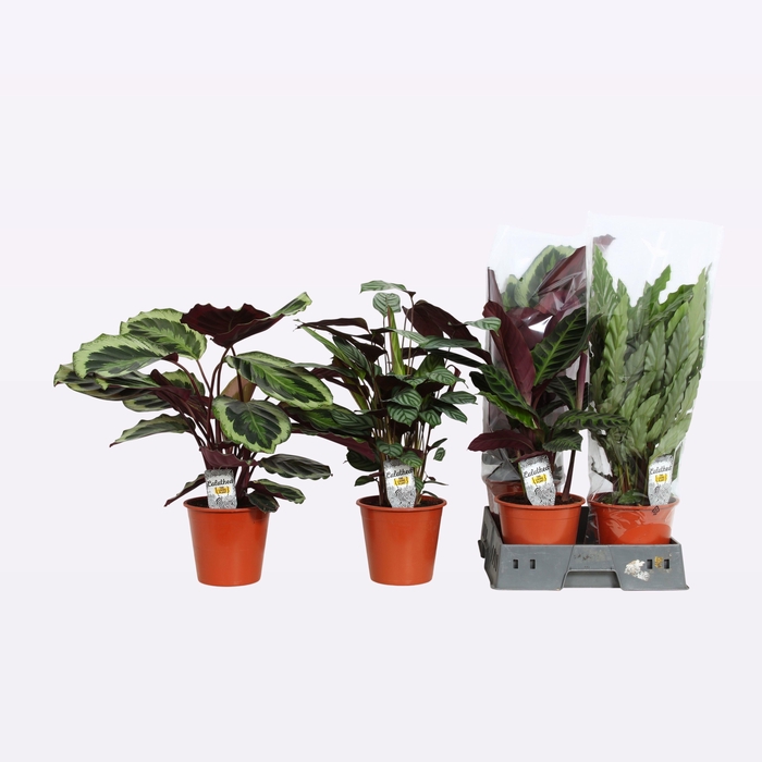 <h4>CALAT GEM 4 SRT</h4>