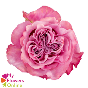 R Gr Country Blues Pink 50cm EC