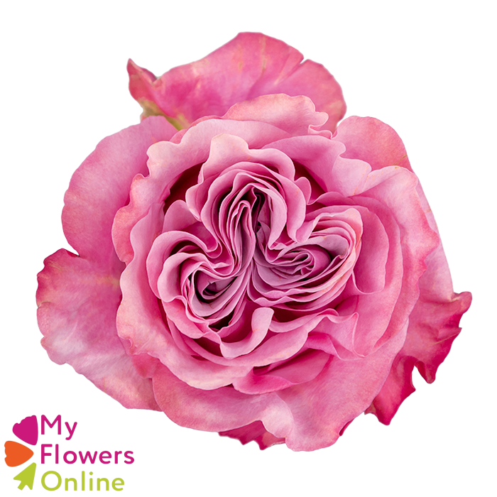 <h4>R Gr Country Blues Pink 50cm EC</h4>
