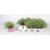 arr8 Gyps M Gypsy White