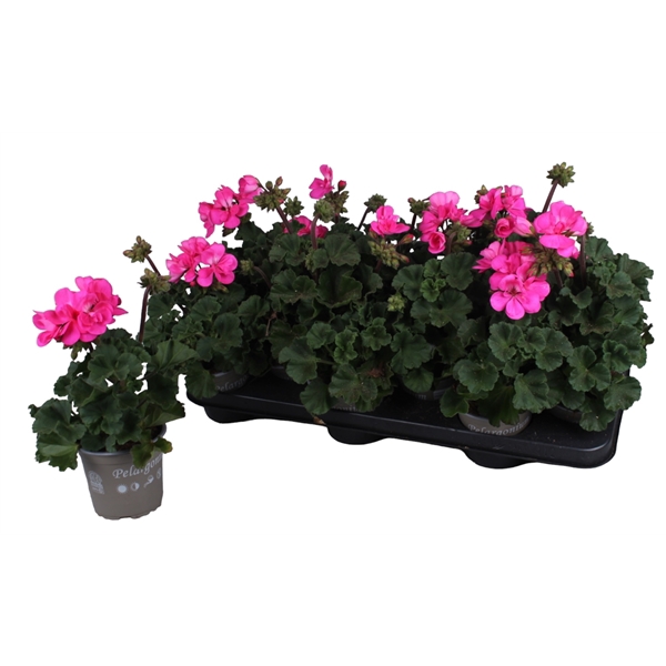 <h4>Pelargonium Zonale paars</h4>