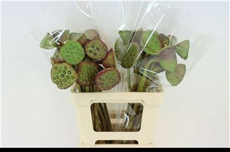 <h4>Nelumbo Nucifera</h4>