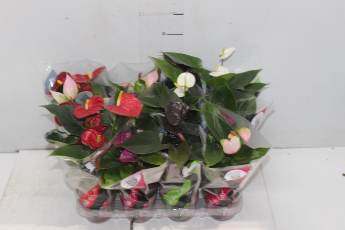 <h4>ANTHURIUM VARIADO P09</h4>