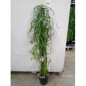 Cyperus   ...