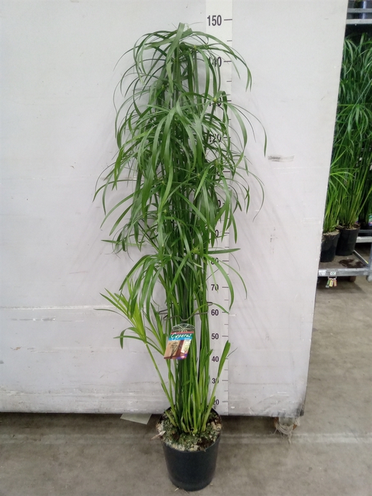 <h4>Cyperus   ...</h4>