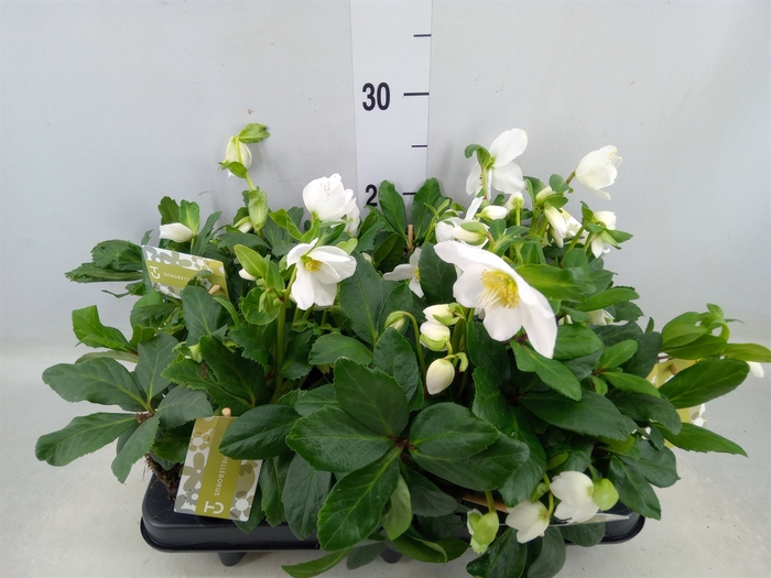 <h4>Helleborus niger 'Advent Star'</h4>