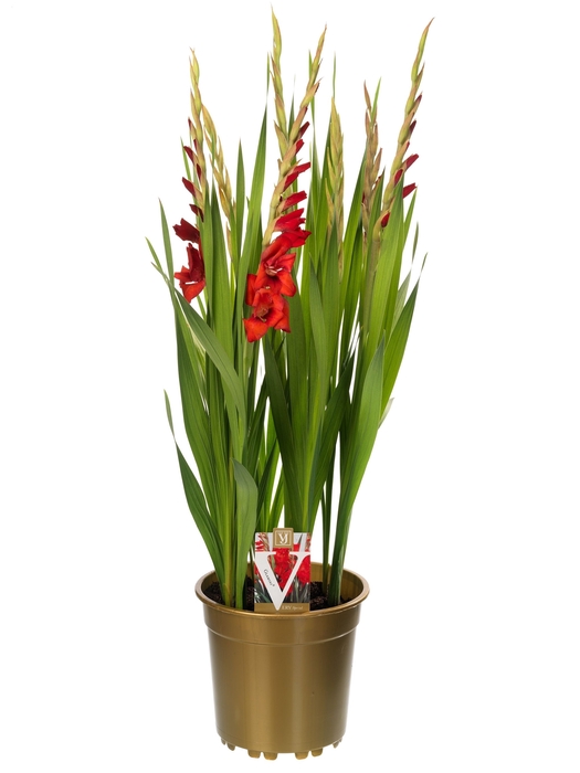 <h4>Gladiolus Glamini Paul</h4>