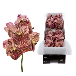 Vanda  'Sunanda Leopard Coral'