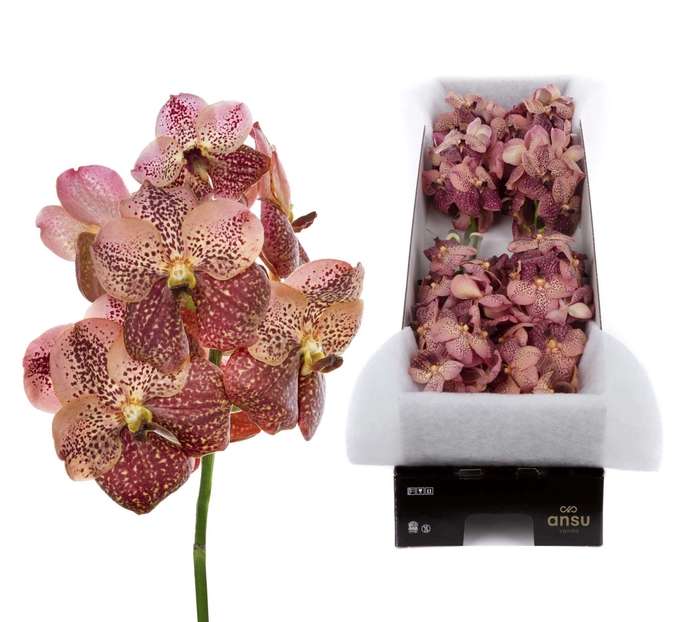 <h4>Vanda  'Sunanda Leopard Coral'</h4>