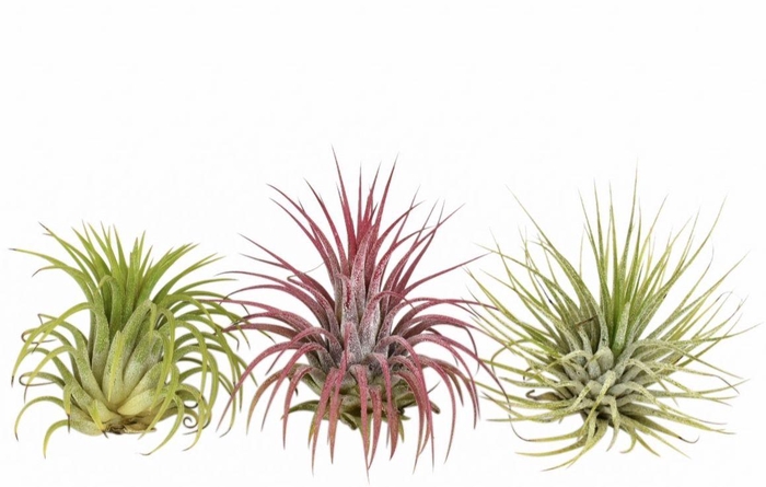 <h4>tillandsia ionantha mix. (ionantha groen/ionantha rood/ionantha rubra)</h4>