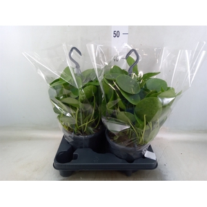 Pilea peperomoides