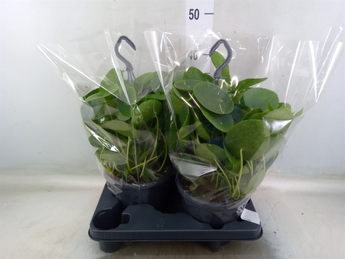 <h4>Pilea peperomoides</h4>