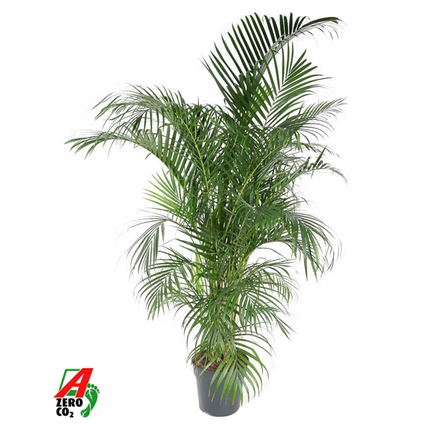 <h4>Dypsis Lutescens(Areca) P31-170</h4>