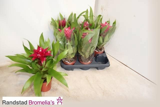 <h4>GUZM VICTORY</h4>