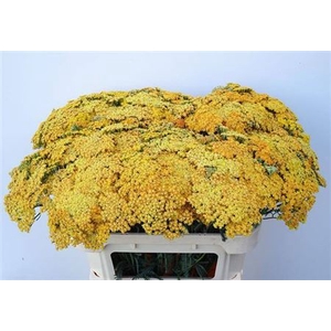 Achillea Terracotta