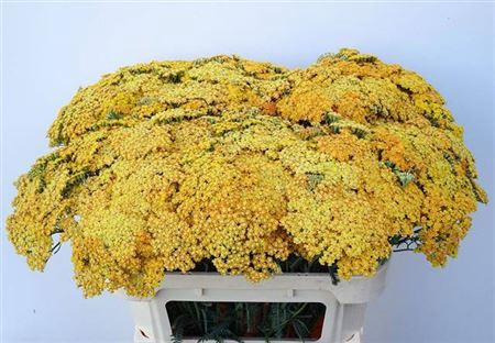 <h4>Achillea Terracotta</h4>