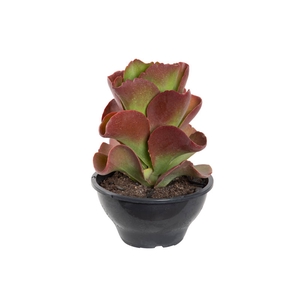KALANCHOE TETRAPHYLLA C18
