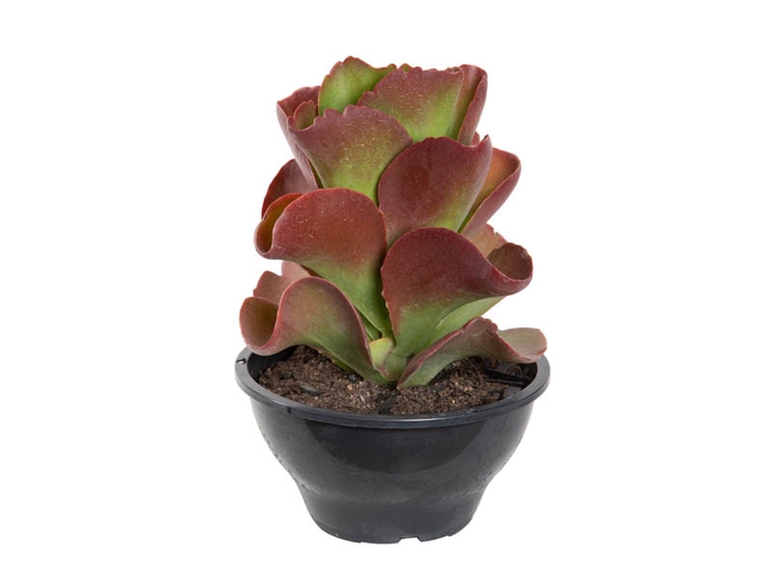 <h4>KALANCHOE TETRAPHYLLA C18</h4>