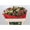 Hypericum Rainbow Romance Spray