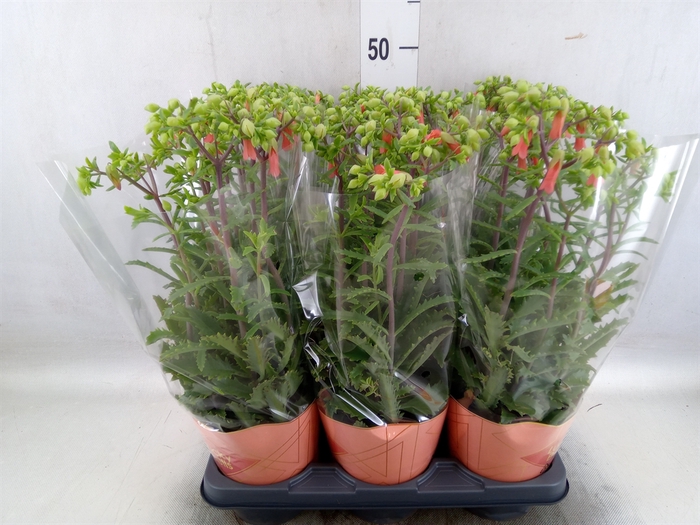 <h4>Kalanchoe HG 'Lucky Bells'</h4>