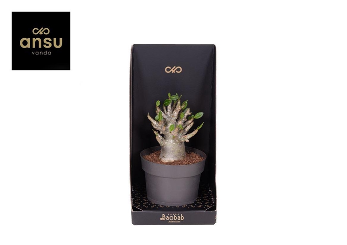 <h4>Adenium Ansu Baobab (ne fleurit pas)</h4>