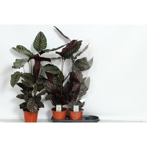 CALAT SANDERIANA