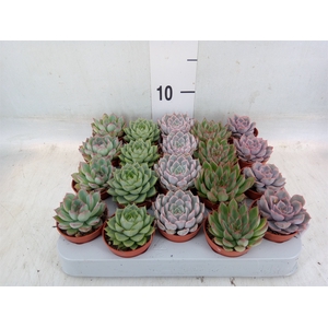 Echeveria   ...mix