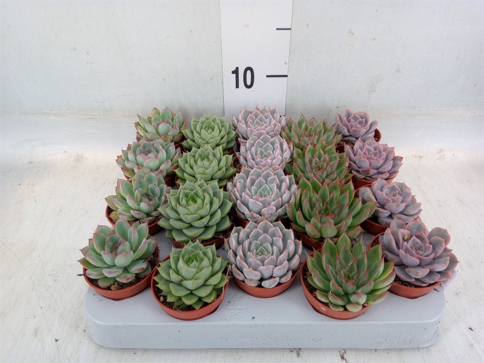 <h4>Echeveria   ...mix</h4>