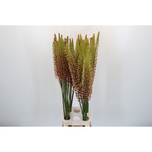 Eremurus Ruiter Cultivars