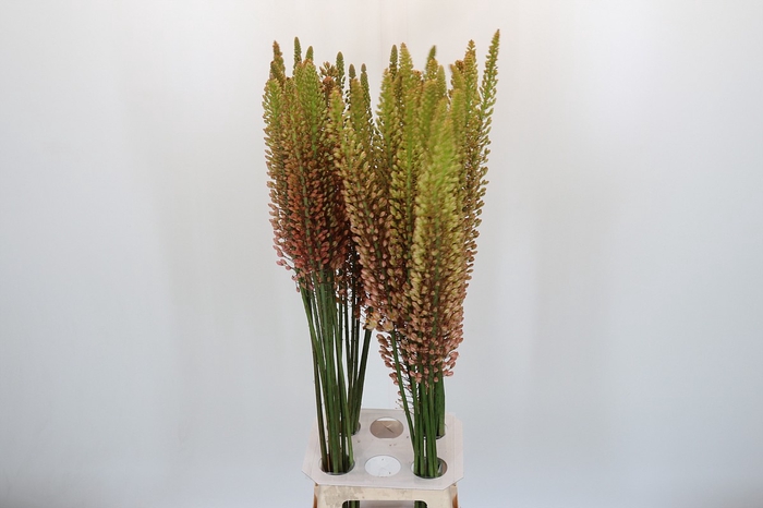 <h4>Eremurus Ruiter Cultivars</h4>