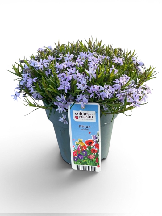 <h4>Phlox Subulata Fabulous P15 Blue</h4>