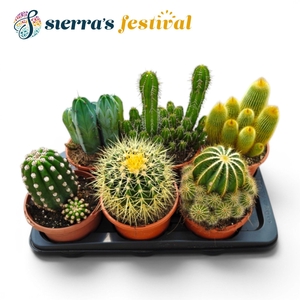Festival® - Cactus Mix