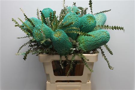 <h4>Banksia Speciosa Turqoise</h4>