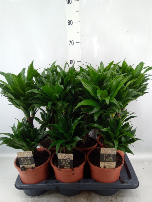 <h4>Dracaena frag. 'Compacta'</h4>