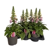 Digitalis Pink